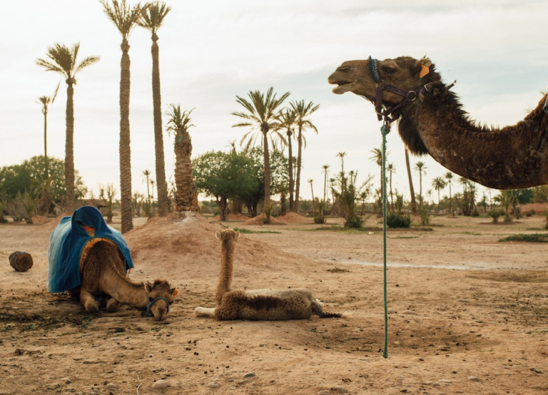 Morocco in March - Aridod Car